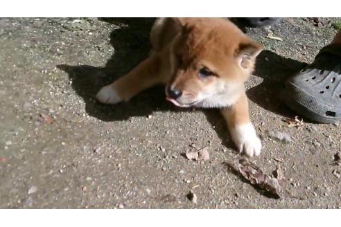 成約済の佐賀県の豆柴-358895の4枚目